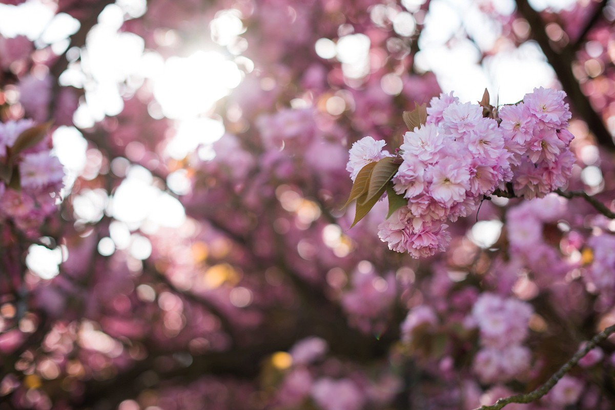 les cerisiers japonais du Parc de Sceaux en fleurs