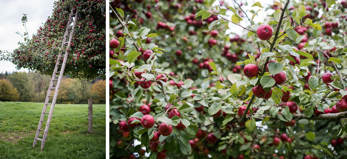 pommes à cidre de l'avesnois photographe nord