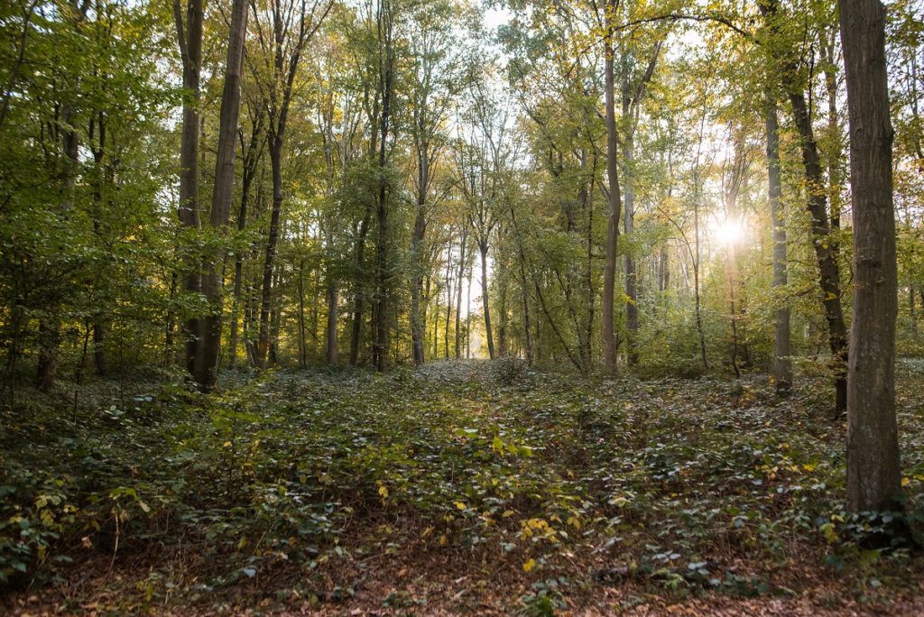 forêt de Phalempins sous le soleil de l'automne