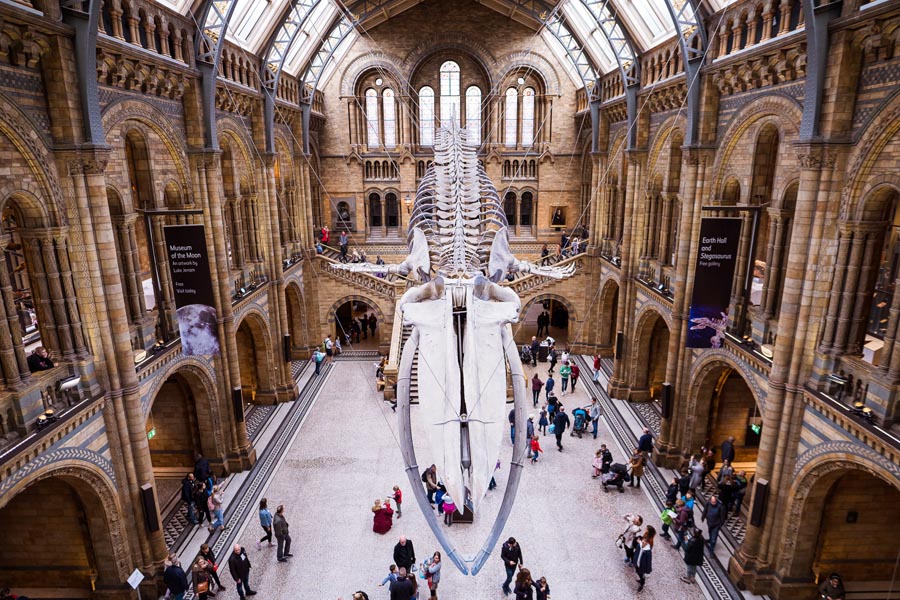 musée d'histoire naturelle de Londres le dinosaure